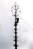 Norfolk Pine - Kwaaiwater_2_s